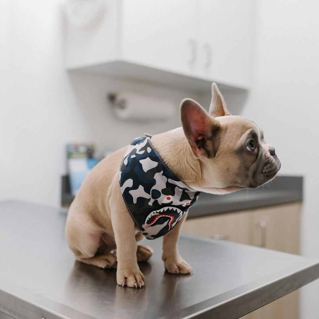 Hund auf Behandlungstisch junge französische Bulldogge auf einem Metall-Behandlungstisch